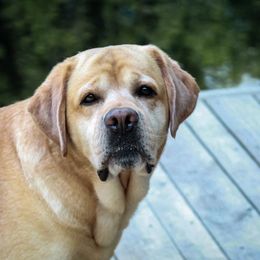 Labrador Retriever All Grown Up from Lake Julia Labradors