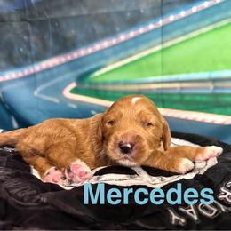 Mercedes - Red  female Goldendoodle puppy in Chelan, Washington from North Cascades Doodles