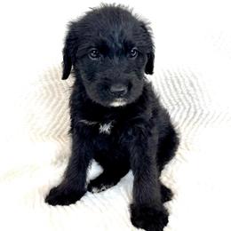Elm - Black and white female Assorted Doodle Crosses puppy in Kansas City, Missouri from Beary GoldenDoodles