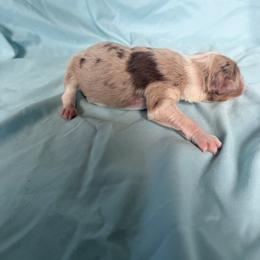 Boy 1 - Red merle male Australian Shepherd puppy in Worcester County, Massachusetts from O’Kejas  Kennel