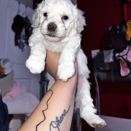 Maltipoo Puppies from JJR Doggie World LLC