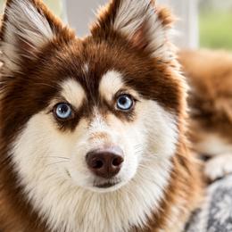 Pomskies from Jubilee Hills