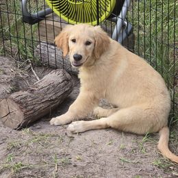 Golden Retriever Puppies from Stellar Acres Golden Retrievers