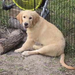 Golden Retriever Puppies from Stellar Acres Golden Retrievers