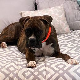 Boxers from Kelso's Boxers