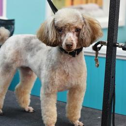 gidget  - Poodle
