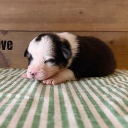 Breve - Black tri-color female Australian Shepherd puppy in Kearney, Nebraska from Helix Aussies