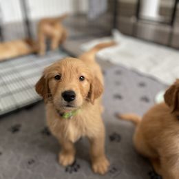 Golden Retriever Puppies from Upstate Revival Retrievers