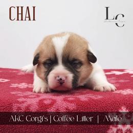 Chai - Red male Pembroke Welsh Corgi puppy in Pine Village, Indiana from NL Horsemanship