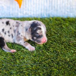 Fern - Blue merle female Toy Australian Shepherd puppy in Granbury, Texas from Best Little Aussies
