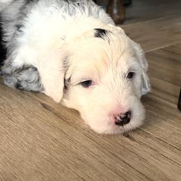 Tricks - Merle female Sheepadoodle puppy in Buford, Georgia from Guppy Puppies