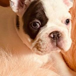 French Bulldogs and Yorkshire Terriers from Ivory Chenteyl