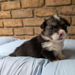 Mao Mao (Green Collar Girll - Black and tan female Pembroke Welsh Corgi puppy in Stoystown, Pennsylvania from Willow Grove Corgis