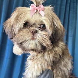 Fifi - Shih Tzu