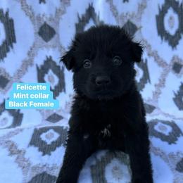 Felicette - Black female German Shepherd puppy in New Cambria, Missouri from Des Hausraben Shepherds