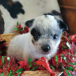 Spotted - Blue speckled female Australian Cattle Dog puppy in Lenoir, North Carolina from Blue Coyote Ranch