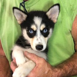 Becky - Black and white female Pomsky puppy in Spring Hill, Florida from PDQ Pomskies