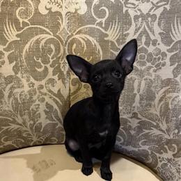 Onyx - Black male Chihuahua puppy in Alvord, Texas from Gift of Gods Favor