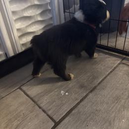 Pink collar - Black tri-color male Australian Shepherd puppy in Defuniak Springs, Florida from Blue Cypress Stock dogs