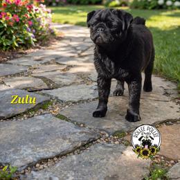 Zulu - Pug