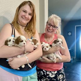 America - Blenheim female Cavalier King Charles Spaniel puppy in Lead Hill, Arkansas from Kalama Cavaliers