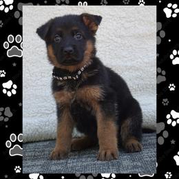 Nox - Black and red male German Shepherd puppy in Muldrow, Oklahoma from Reizarf Kennels