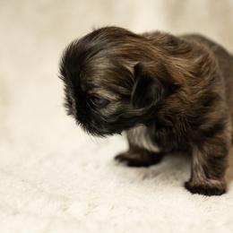 Shih Tzu Puppies from Good Lil Shih Tzu