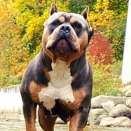 American Bullies from Blue Fury's