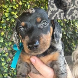 Link - Dapple male Dachshund puppy in Smyrna, Tennessee from Dapper Doxies