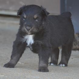 Black Tri Male - Black tri male Miniature Australian Shepherd puppy in Louisville, Mississippi from K & K Livestock