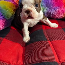 Boston Terrier Puppies from Heather's Boston Babies