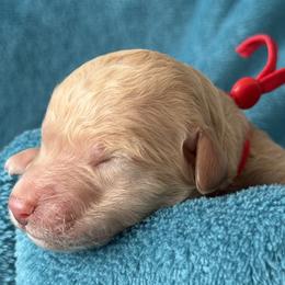 Girl 3 - female Poodle puppy in Screven, Georgia from Dreamland Standard Poodles