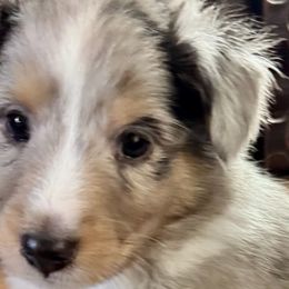 Shetland Sheepdogs from Kristie Wiehe