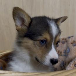 AKC Green with blue eye - Black and tan male Pembroke Welsh Corgi puppy in Summerfield, Florida from Promise Land Farm