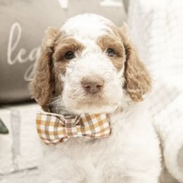 Goldendoodle Puppies from Best Doodles