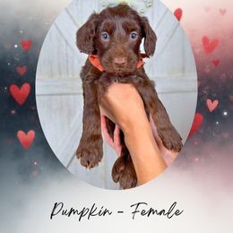 Pumpkin - Chocolate female Goldendoodle puppy in Canton, Georgia from Teddy Puppies
