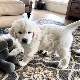 Golden Retriever Puppies from Robinsnest Goldens