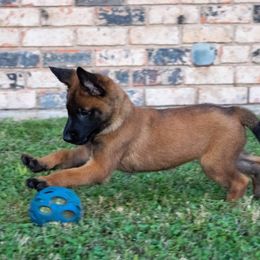 Belgian Malinois and German Shepherd Puppies from Madhouse’s Belgian Malinois and German Shepherds