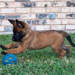 Belgian Malinois and German Shepherd Puppies from Madhouse’s Belgian Malinois and German Shepherds