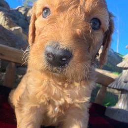 Tinsel - Apricot female Aussiedoodle puppy in Riverside, California from Just Loving Doodles