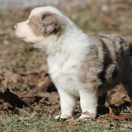 Butterscotch - Red merle female Australian Shepherd puppy in Laurel, Mississippi from Reeves Australian Shepherds