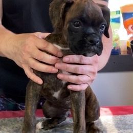 Boxer Puppies from Charron Boxers