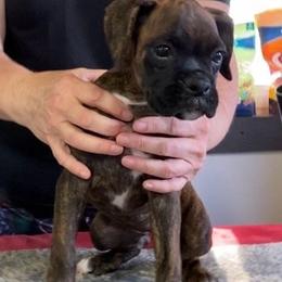 Boxer Puppies from Charron Boxers