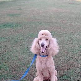 Dachshund and Poodle Puppies from Arkansas Standard Poodles & Dachshunds