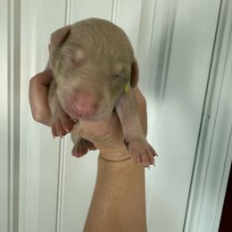 Lime male - Fawn (isabella) and rust male Doberman Pinscher puppy in Ludowici, Georgia from Royal Destiny Kennels