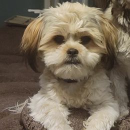 Lucky - Shih Tzu