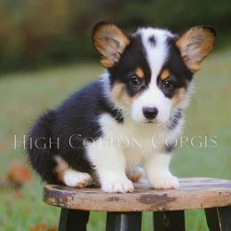 Vincent (Vince) - Black and tan male Pembroke Welsh Corgi puppy in Benton, Arkansas from High Cotton Corgis