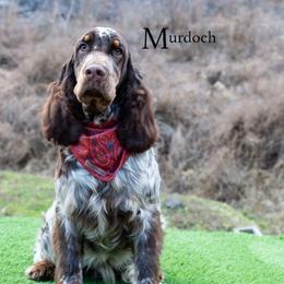 Murdoch - English Springer Spaniel