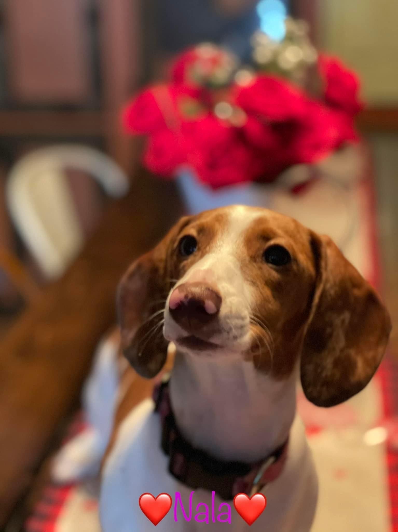 Nala