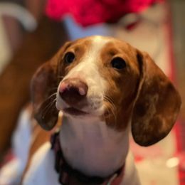 Nala - Dachshund